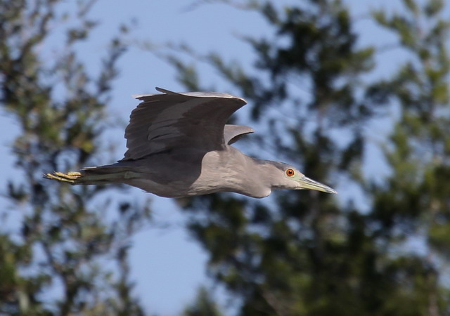 Black-crowned Night-Heron